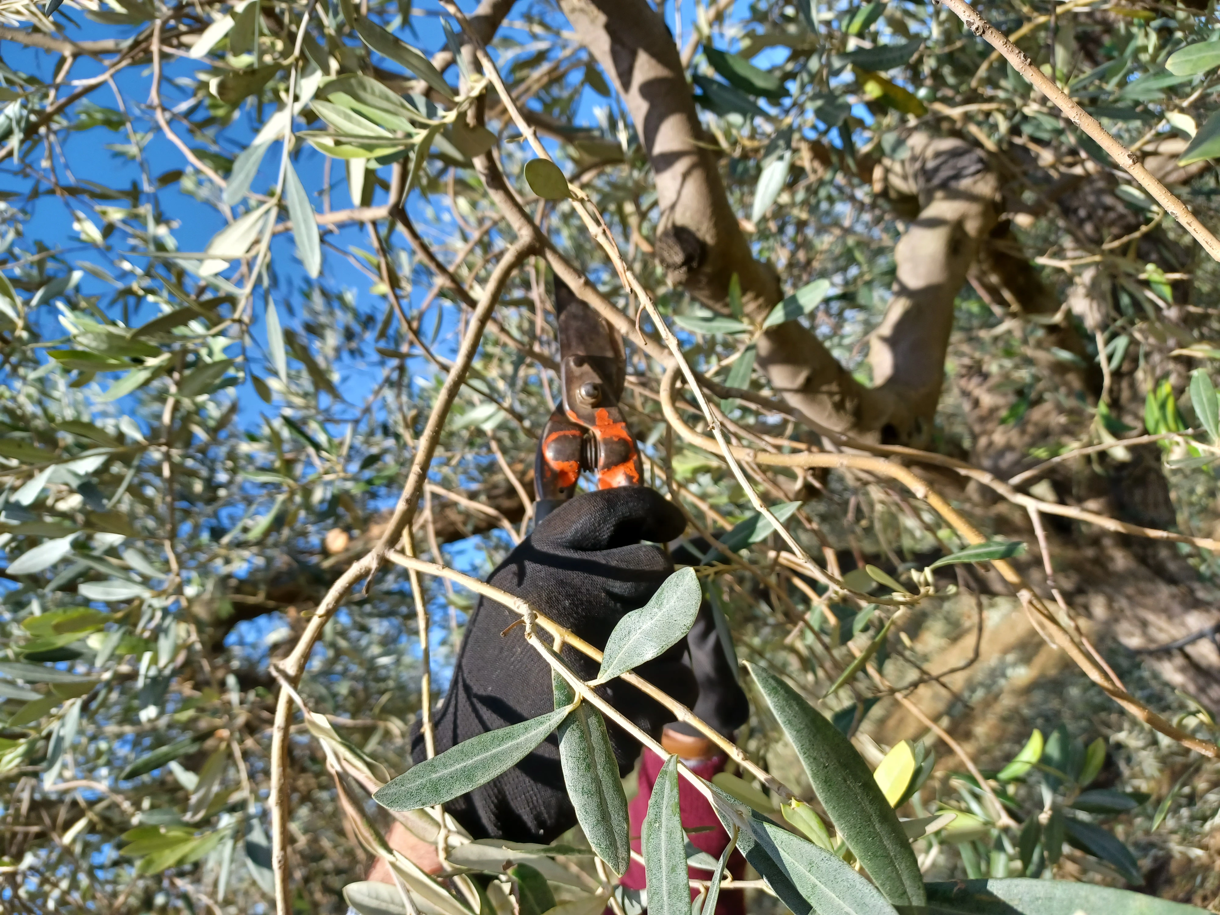 Produzione olio extravergine