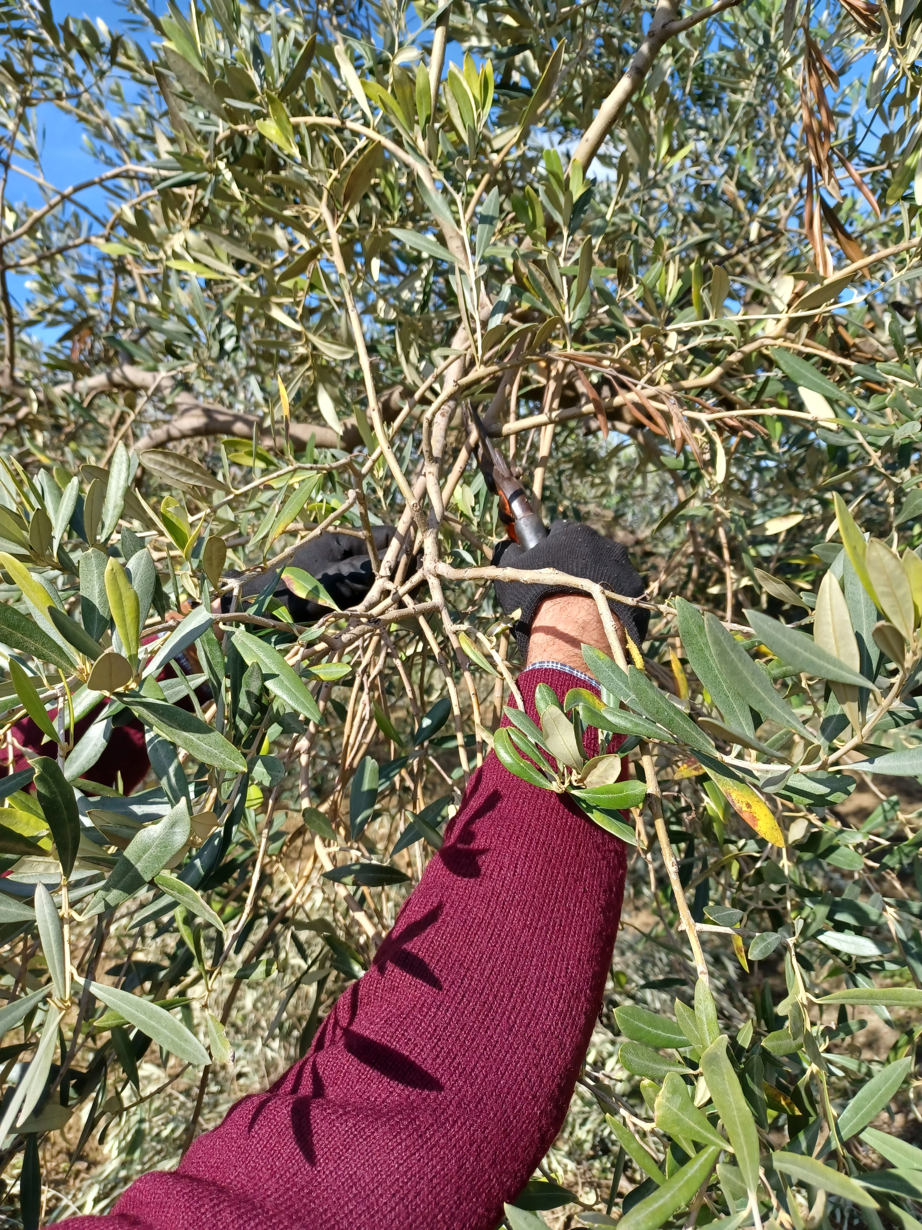 Olio extravergine appena prodotto