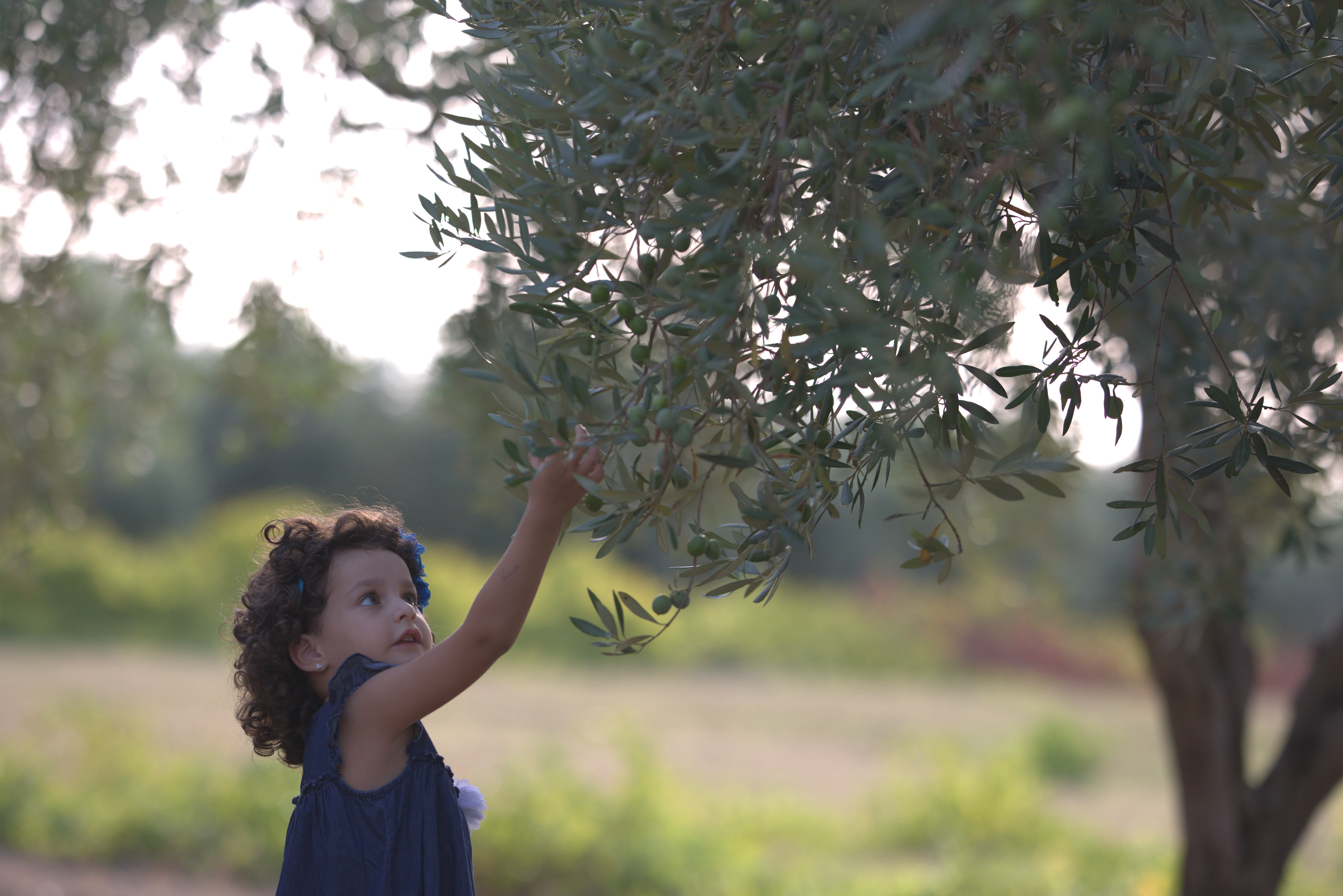 Coltivazione biologica nell'uliveto