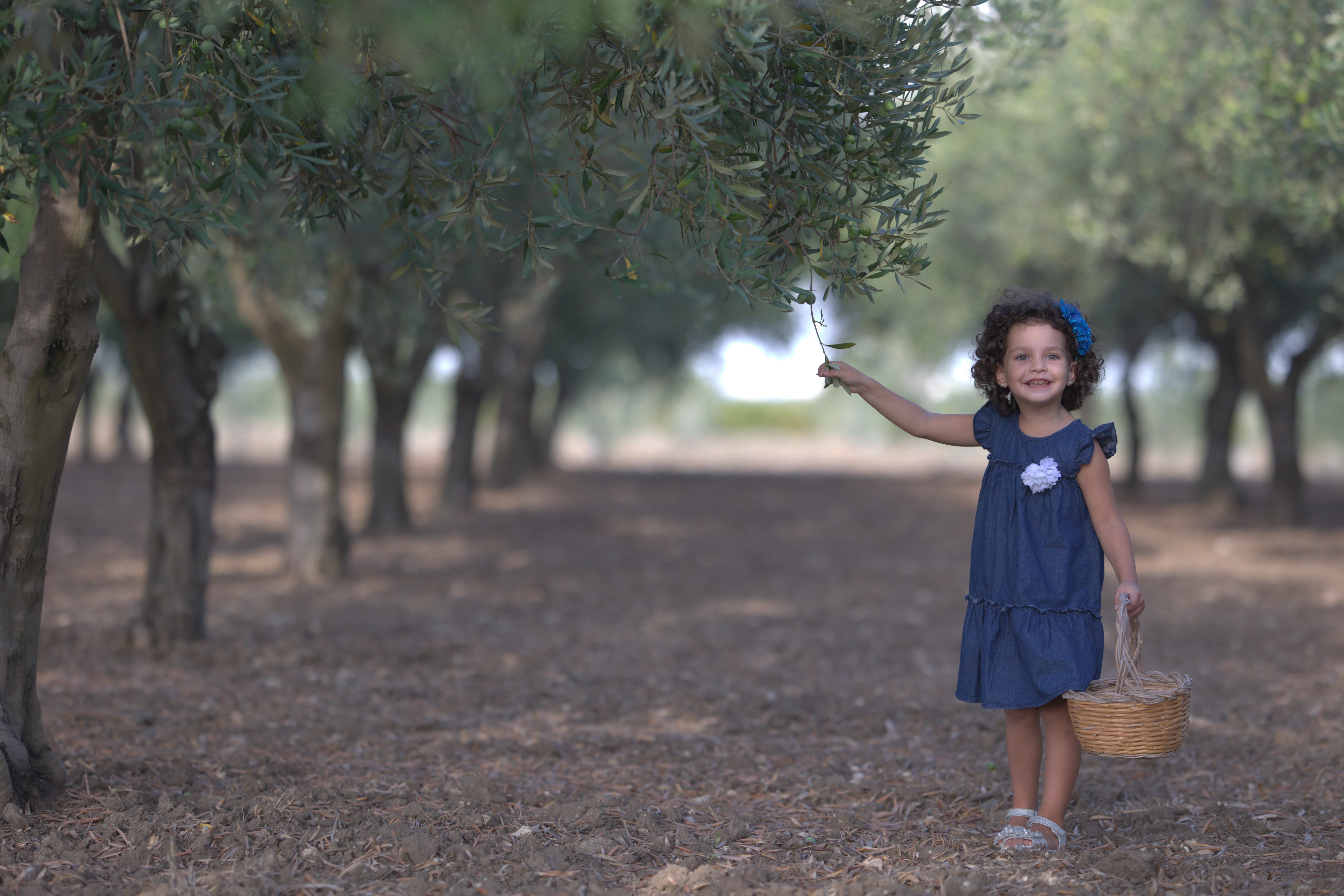 Paesaggio dell'uliveto al tramonto