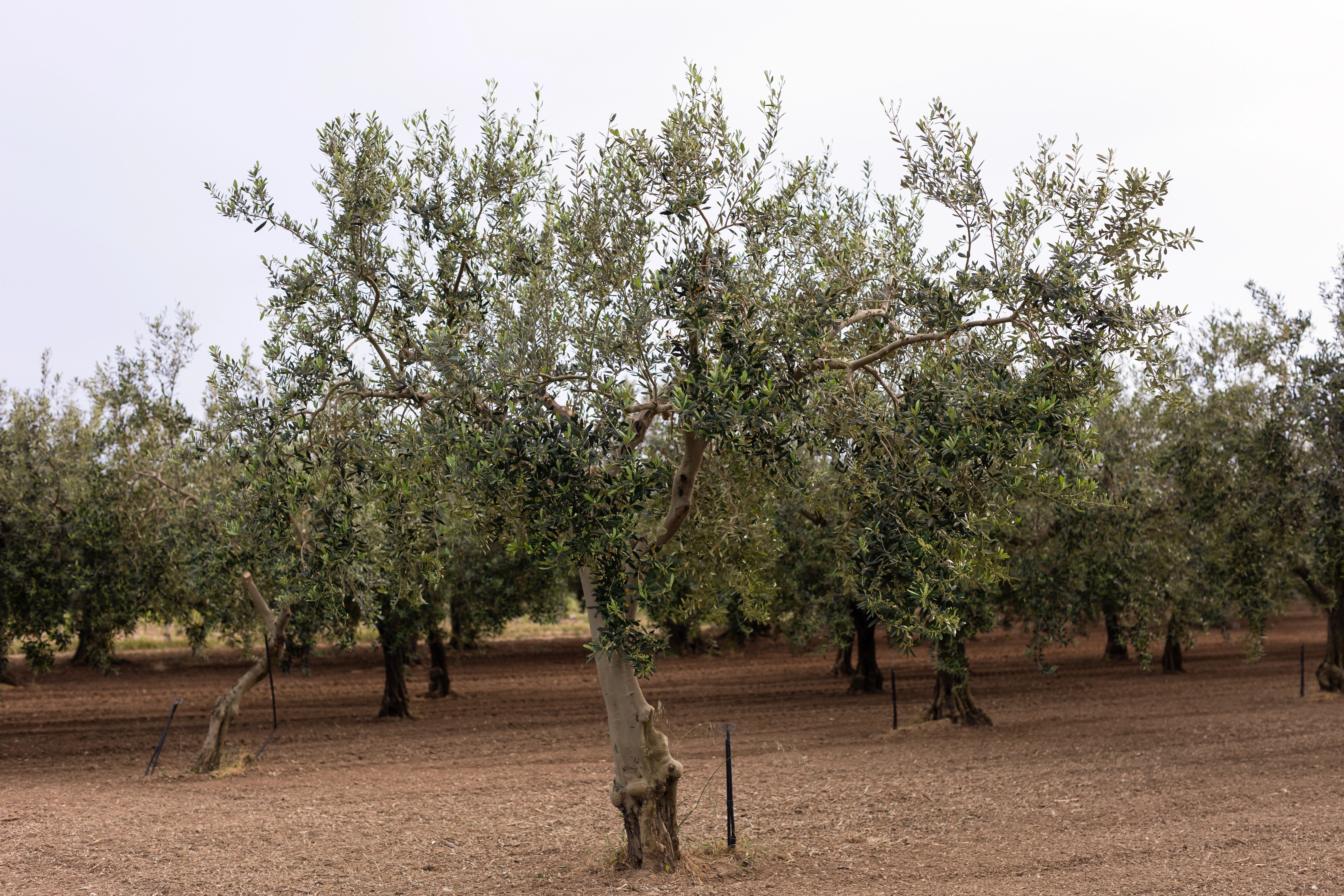 Olive Nocellara del Belice sulla pianta