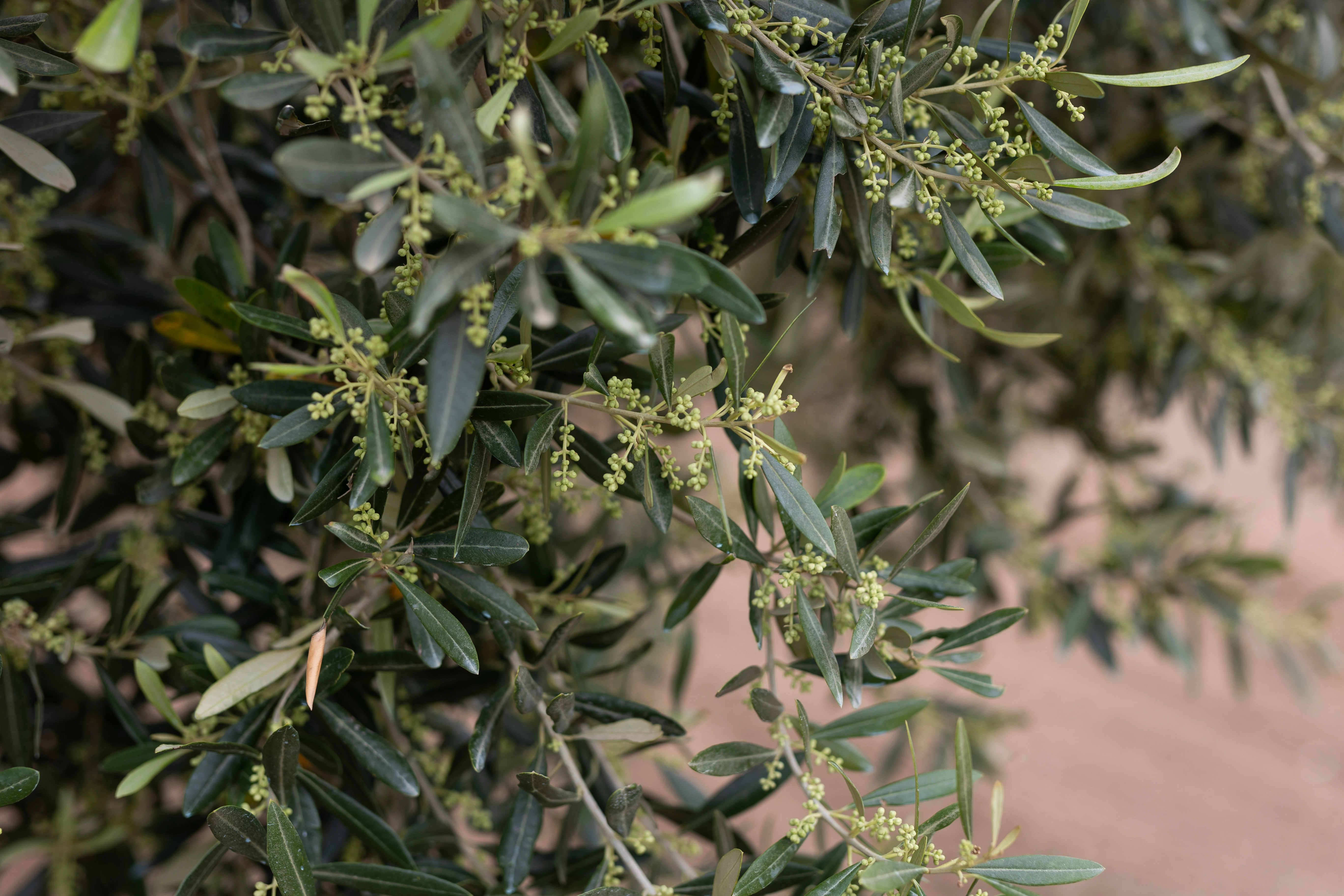 Panorama degli uliveti siciliani