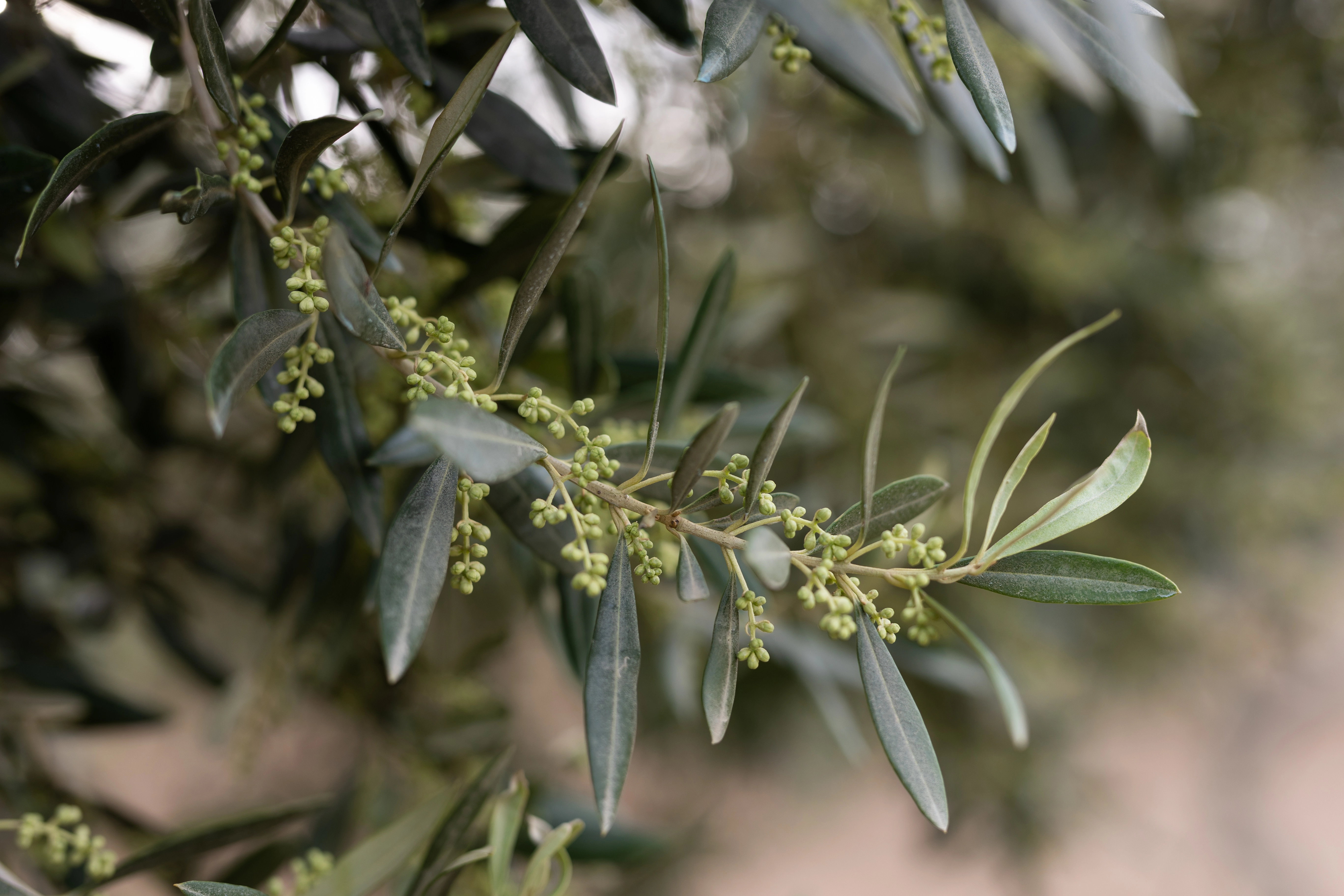 Raccolta delle olive nella Valle del Belice